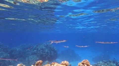 Houndfish or crocodile needlefish Tylosurus crocodilus just swimming around Video stock 278556264