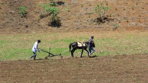 Houre and plow with man plowing field high in caribbean mountains. Stock Footage 141817375