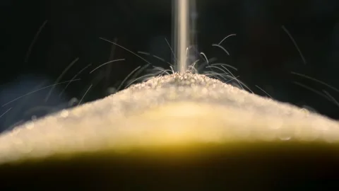 An hourglass, or a clock with sand flowing out of it, is a symbol of the pa.. Stock Footage 315633694