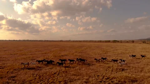 Hourse Savana Stock Footage 140392885