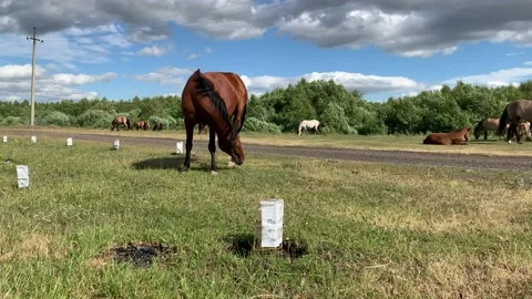 Hourses at the meadow with green grass Stock-Footage 133832306