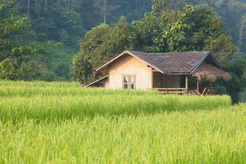 House and rice fields Stock Photos