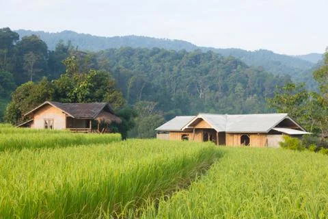 House and rice fields Stock Photos