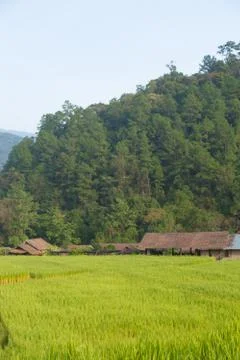 House and rice fields Stock Photos
