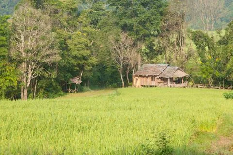 House and rice fields Stock Photos
