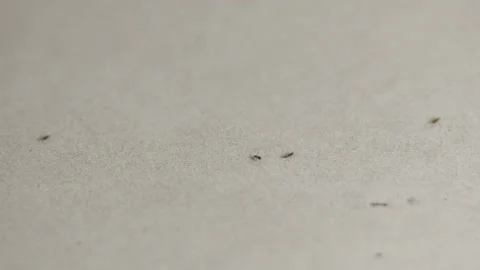 House Ant Stock Footage 133843521