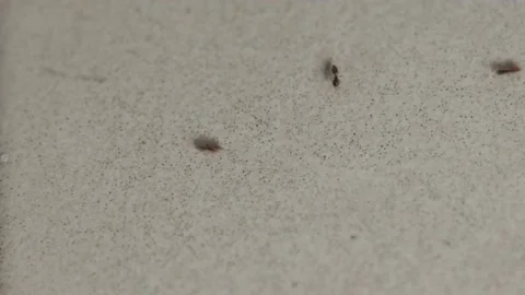 House Ant Stock Footage 133902678