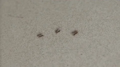 House Ant Stock Footage 133903242