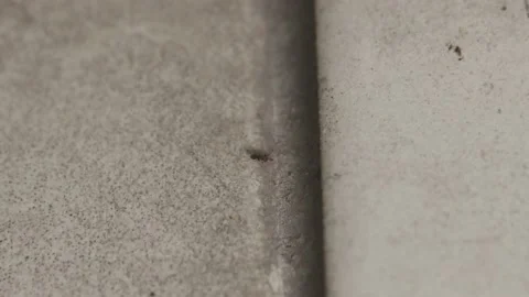 House Ant Stock Footage 133903520