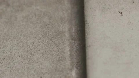 House Ant Stock Footage 133903984