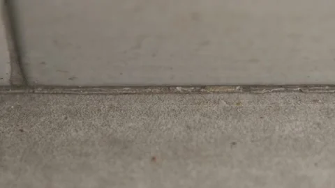 House Ant Stock Footage 133904804