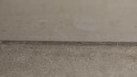 House Ant Stock Footage 133905795