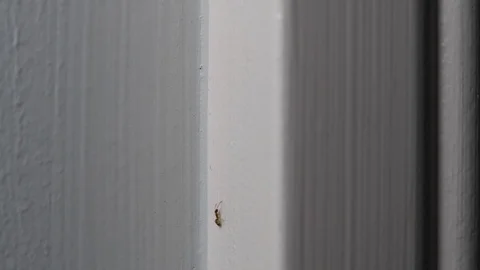 House ants climbing up and down Stock Footage 114579149