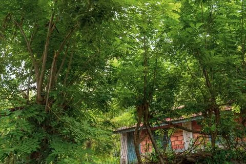 A house is in the background of a forest Fotos Stock