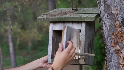 House birds 스톡 동영상 72897168