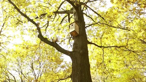  A house for birds on a tree in the autumn. Stock Footage 80913007