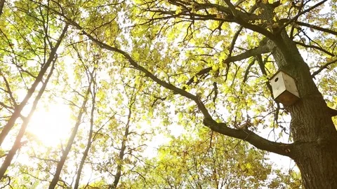  A house for birds on a tree in the autumn. Stock Footage 80913021