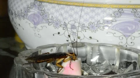 House bug cockroach Stock Footage 12253138