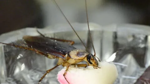 House bug cockroach Stock Footage