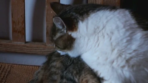 House cat cleans itself Video stock 84890344