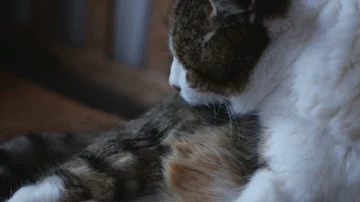 House cat cleans itself Video stock 85877875