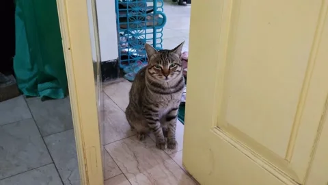 The house cat Stock Footage 218104842