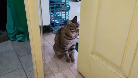 The house cat Stock Footage 218104848