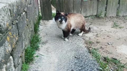 A house cat. Video stock 239051805