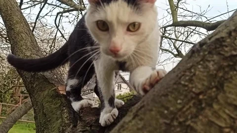 A house cat jumps on a tree. The cat is playing on a tree in the garden. Stock Footage 131001414