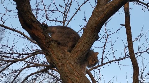A house cat jumps on a tree 스톡 동영상 129880699