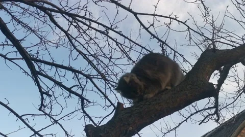 A house cat jumps on a tree 스톡 동영상 130380934