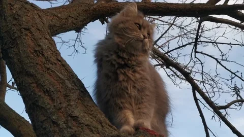 A house cat jumps on a tree. 스톡 동영상 131184668