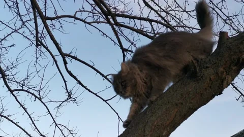 A house cat jumps on a tree. Video stock 131185030