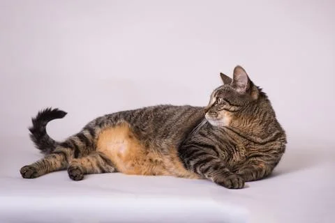 House cat laying down looking at her tail studio photography Stock Photos