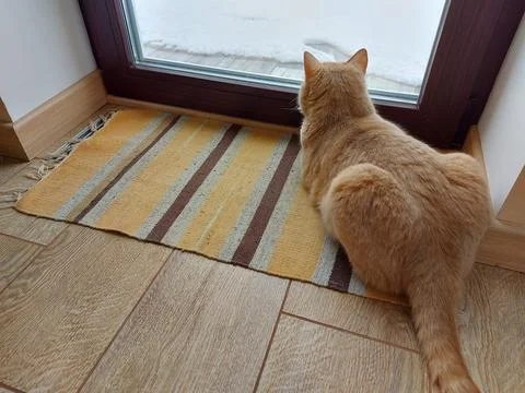 A house cat lies in front of a large window and looks out into the street Stock Photos