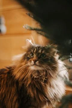 The house cat looks at the string Stock Photos