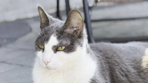 House Cat Outside Ears Twitching as he Hears Things Vídeos de archivo 327330873