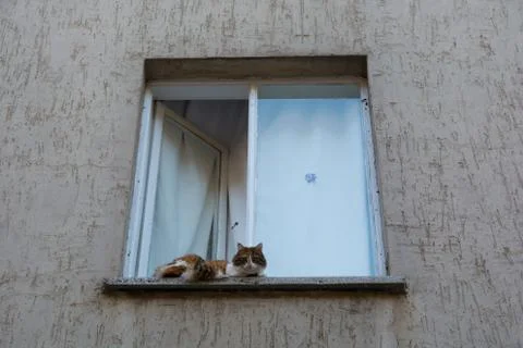 House cat Stock Photos