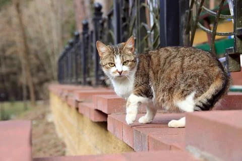 House cat Stock Photos