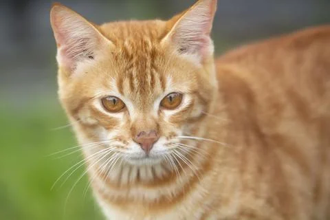 House cat Stock Photos