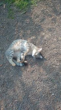 House Cat 写真素材