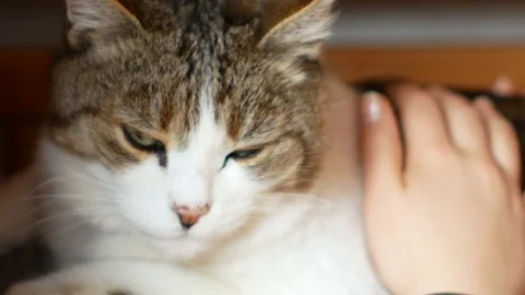 House cat purrs Video stock 84891130