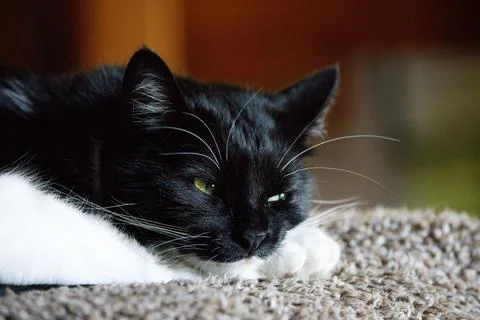 House Cat Resting Stock Photos