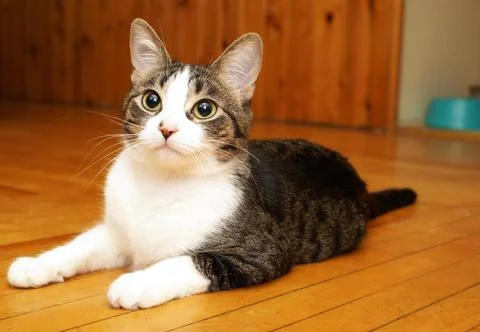 House Cat Satisfaction Stock Photos