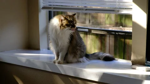 House cat sits on window sill Video stock 150284735