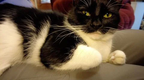 House cat sitting on lap looking intent Stock Photos