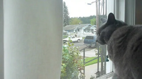 House Cat Time Lapse Stock Footage 701334