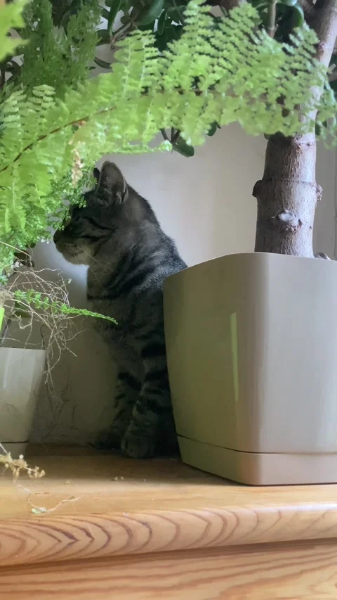 House cats during their classes Video stock 146607308