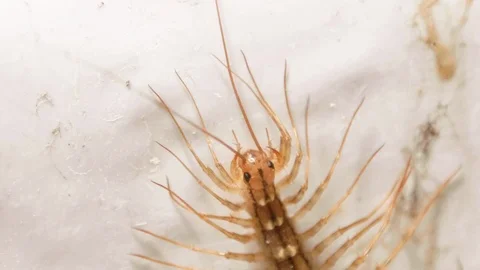 House Centipede Bringing Antenna Down into Mouth and Cleaning SLOW MOTION Stock Footage 107015843