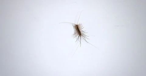 House centipede crawling on the wall, closeup view Stock Footage 243377553